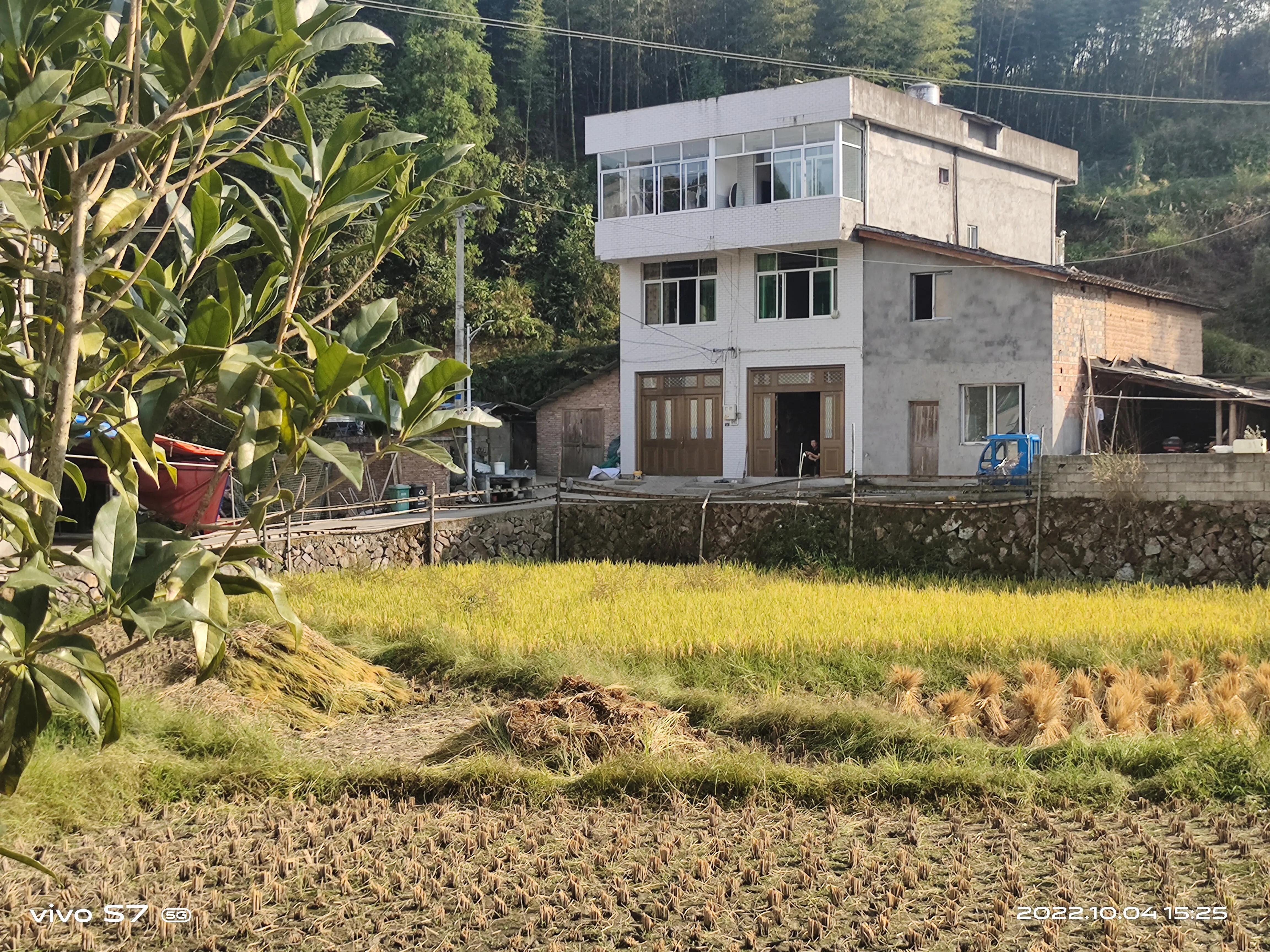 泰顺三杯香茶官网,泰顺县三杯香茶产地