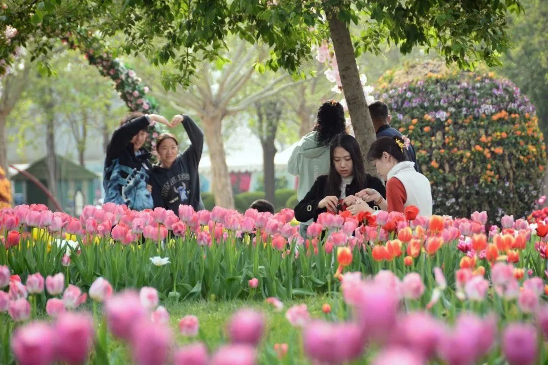 顺义鲜花港郁金香最佳观赏期,北京国际鲜花港2024郁金香赏花季
