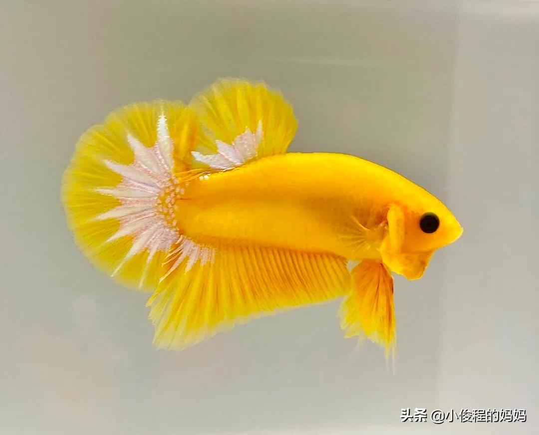 泰国斗鱼的图片大全集,泰国斗鱼公母混养