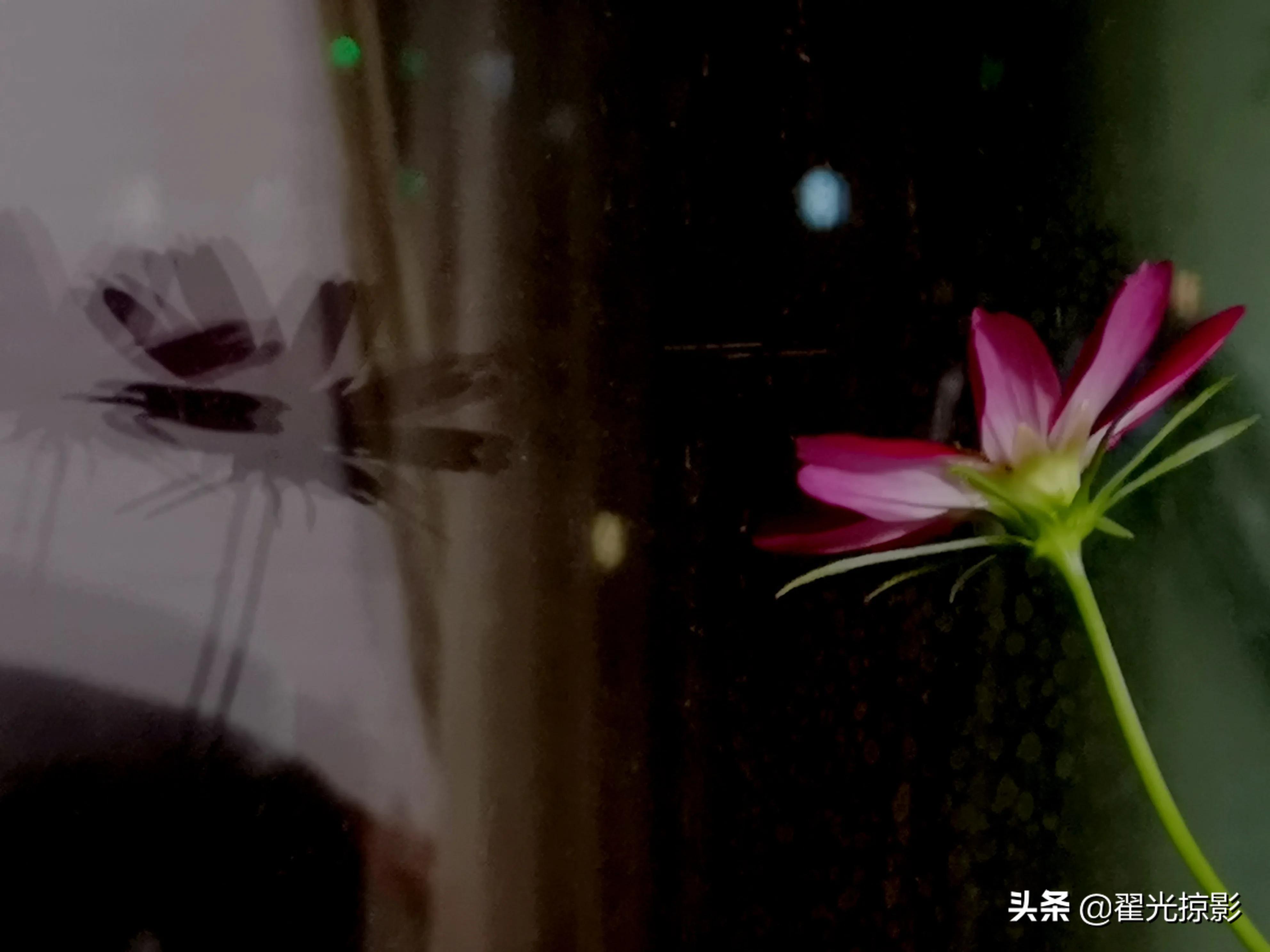 波斯菊坚强,波斯菊的秘密