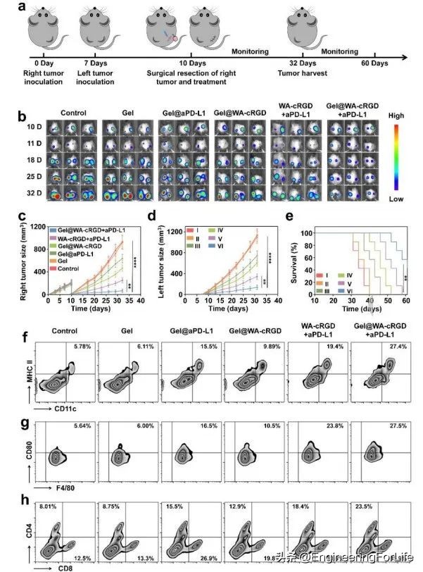 可注射水凝胶协同铁死亡免疫疗法用于肿瘤术后管理