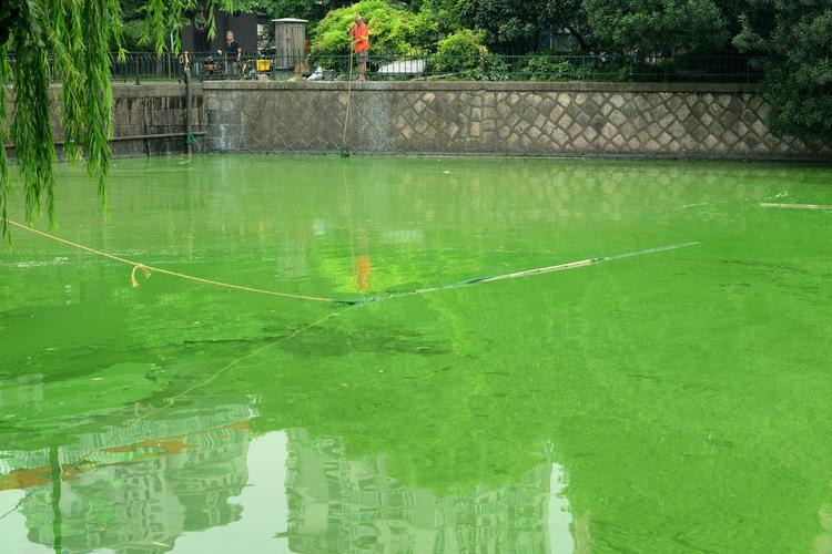 虾塘蓝藻处理方法,虾塘蓝藻处理的最好办法