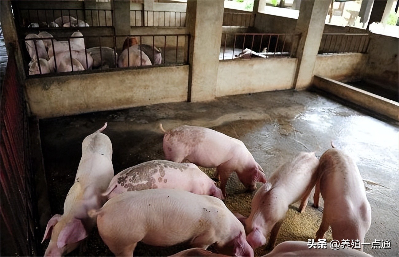关于猪场新生仔猪的管理方法须知,如何养好母猪保证仔猪健康