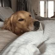 懂事金毛,金毛懂事