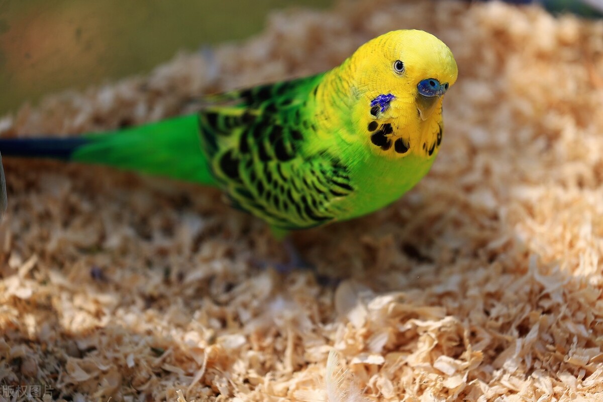 怎么挑选鸟的视频,怎么挑选鸟最好