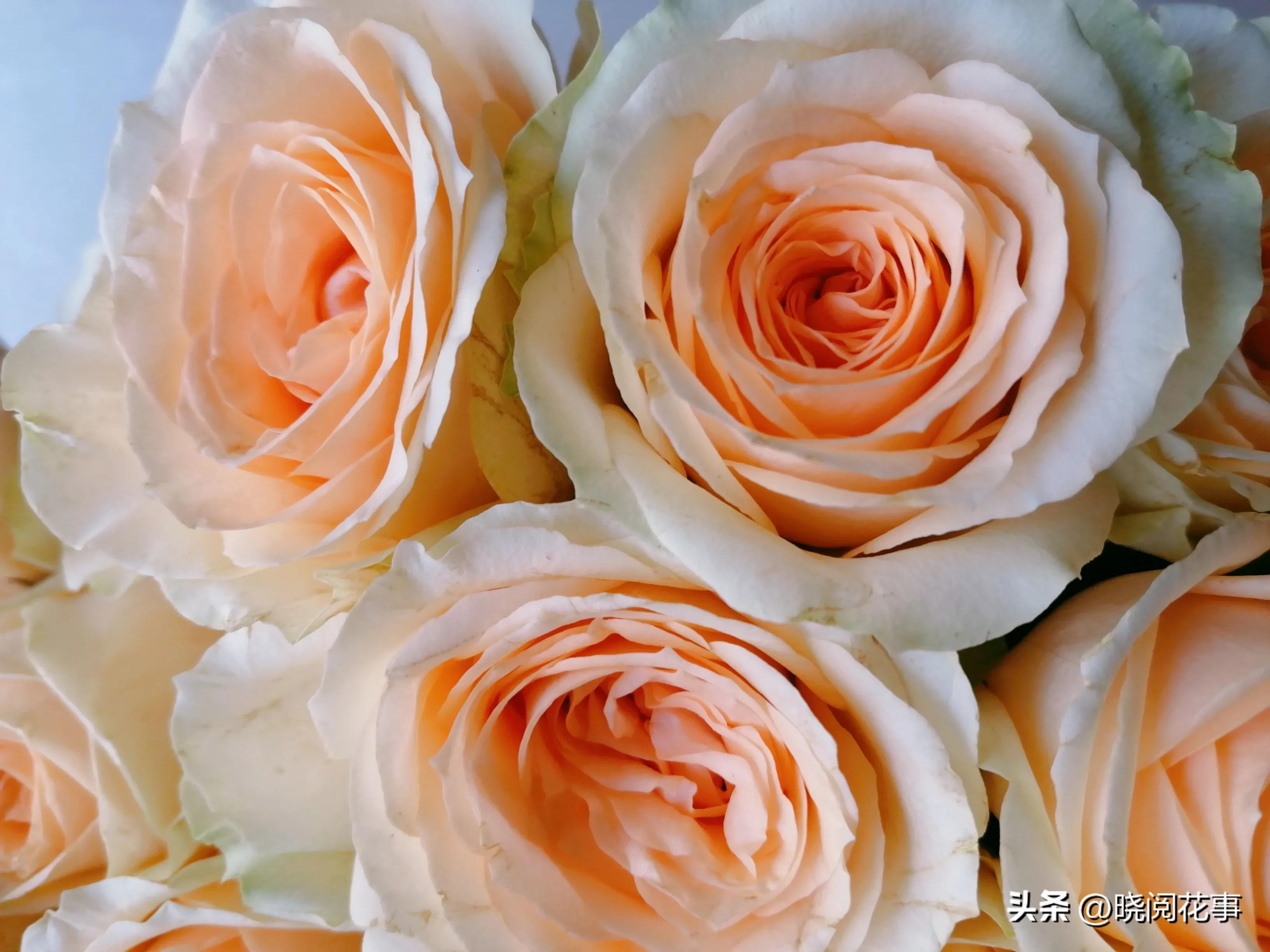 怎么提前准备花表白,表白女朋友送什么花