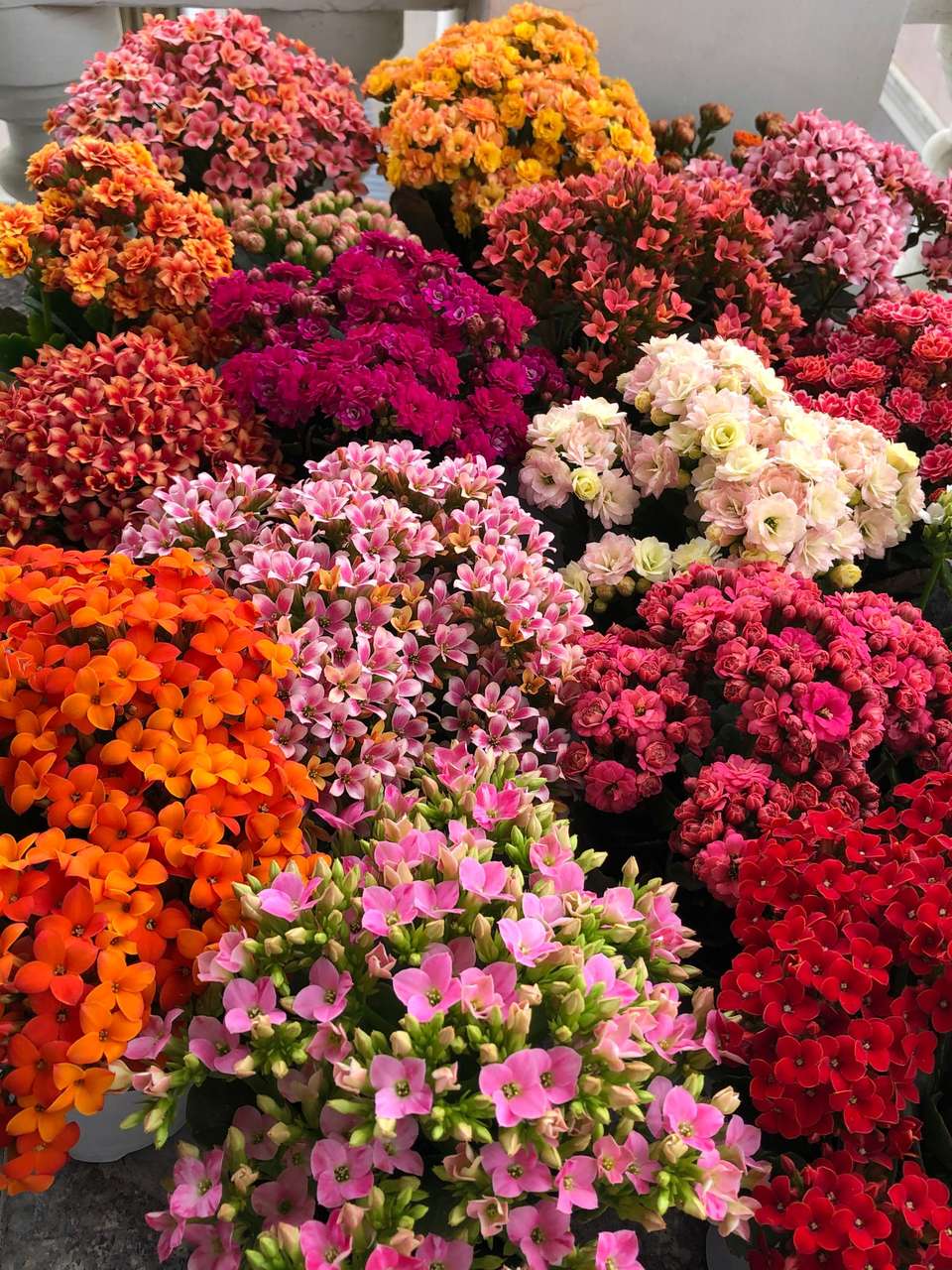 春天种的花花草草,9种花掐根枝就能活不用管就爆盆