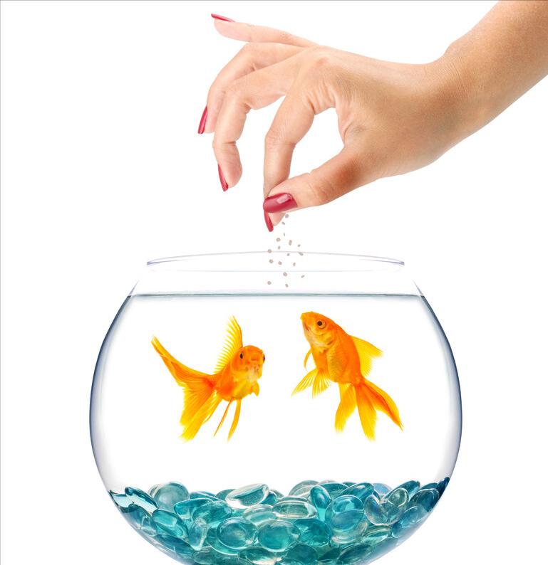 金鱼要怎么养比较好,金鱼如何才能养得好