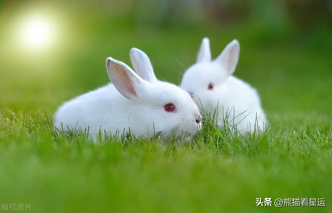 哪几年的生肖兔命最好,哪一年出生属兔人运气好