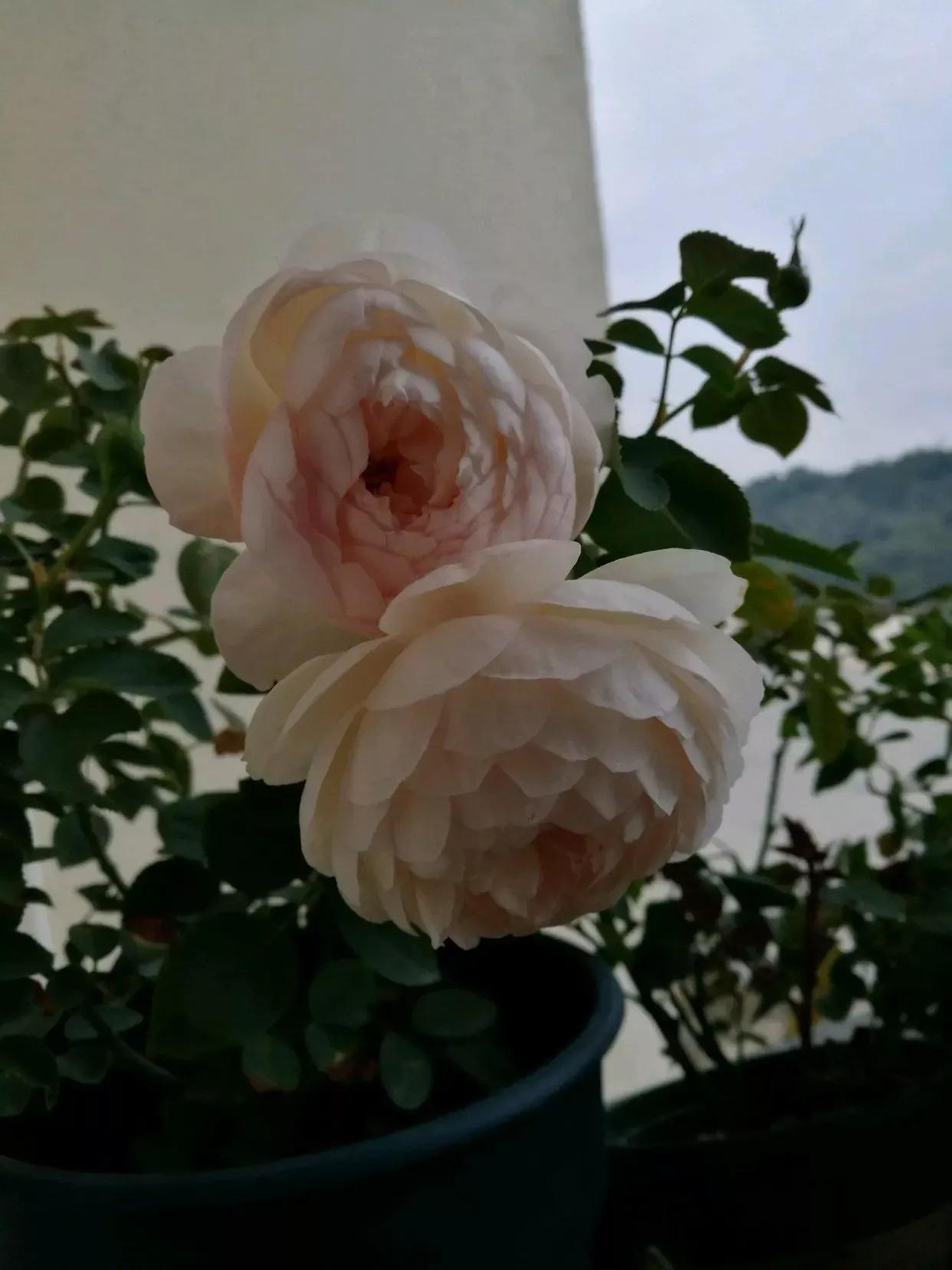 常见切花月季一览（40）（接上期）