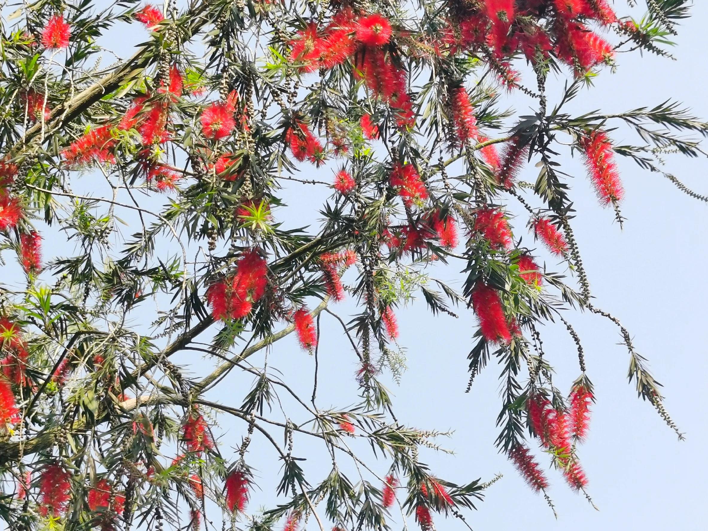 赏花旅游种什么花,春季去公园踏青上百种花让人眼花