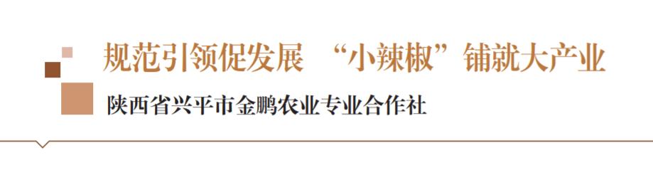 规范引领促发展“小辣椒”铺就大产业——陕西省兴平市金鹏农业专业合作社