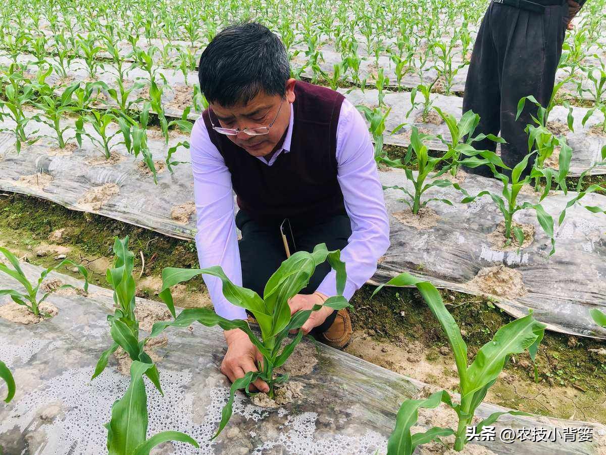 粗缩病玉米叶鞘症状图片,玉米粗缩病什么时间防控最合适