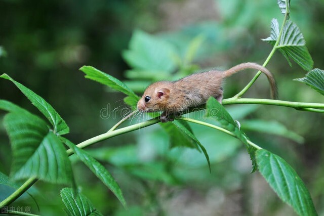 关于鼠的文化名人及文化作品,鼠文化目录