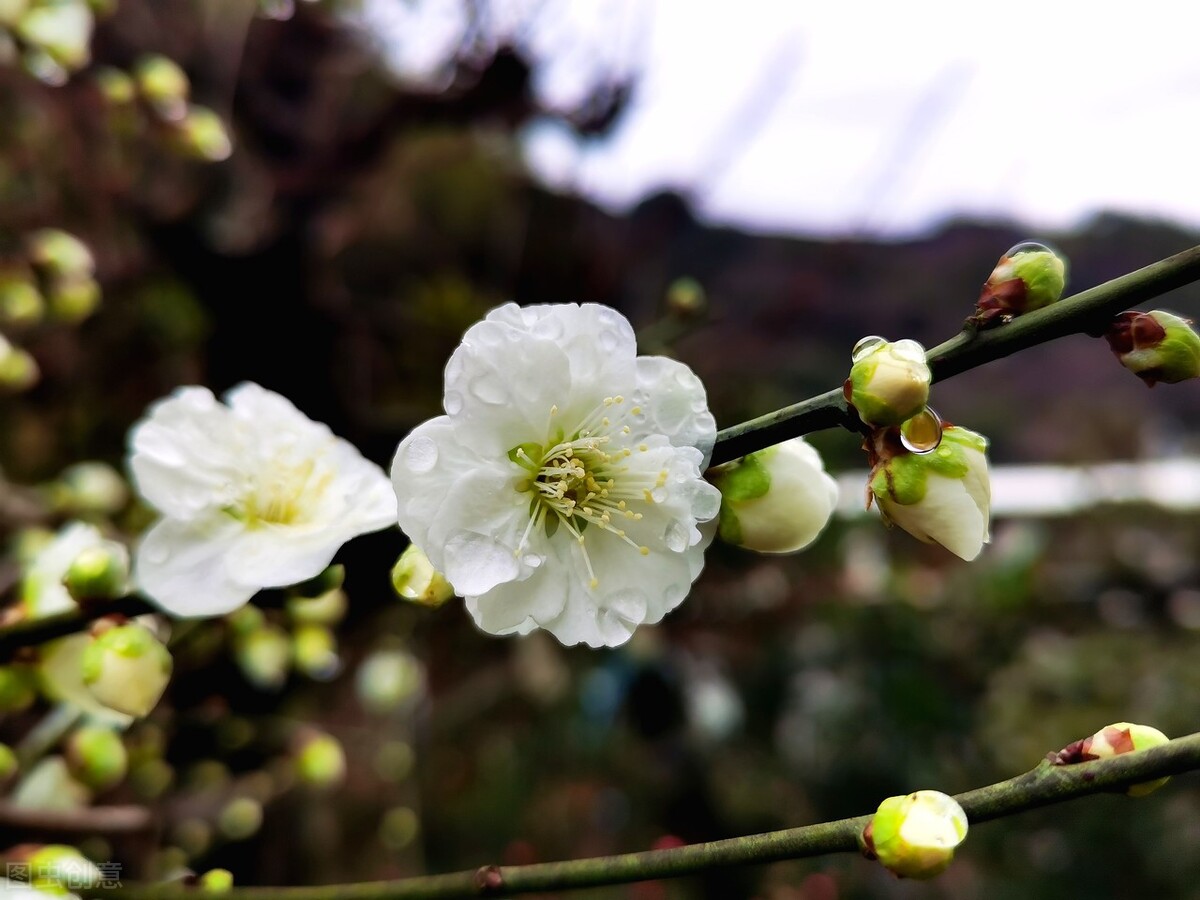 七句带花的诗词飞花令完整版,带花的诗句飞花令500首完整版