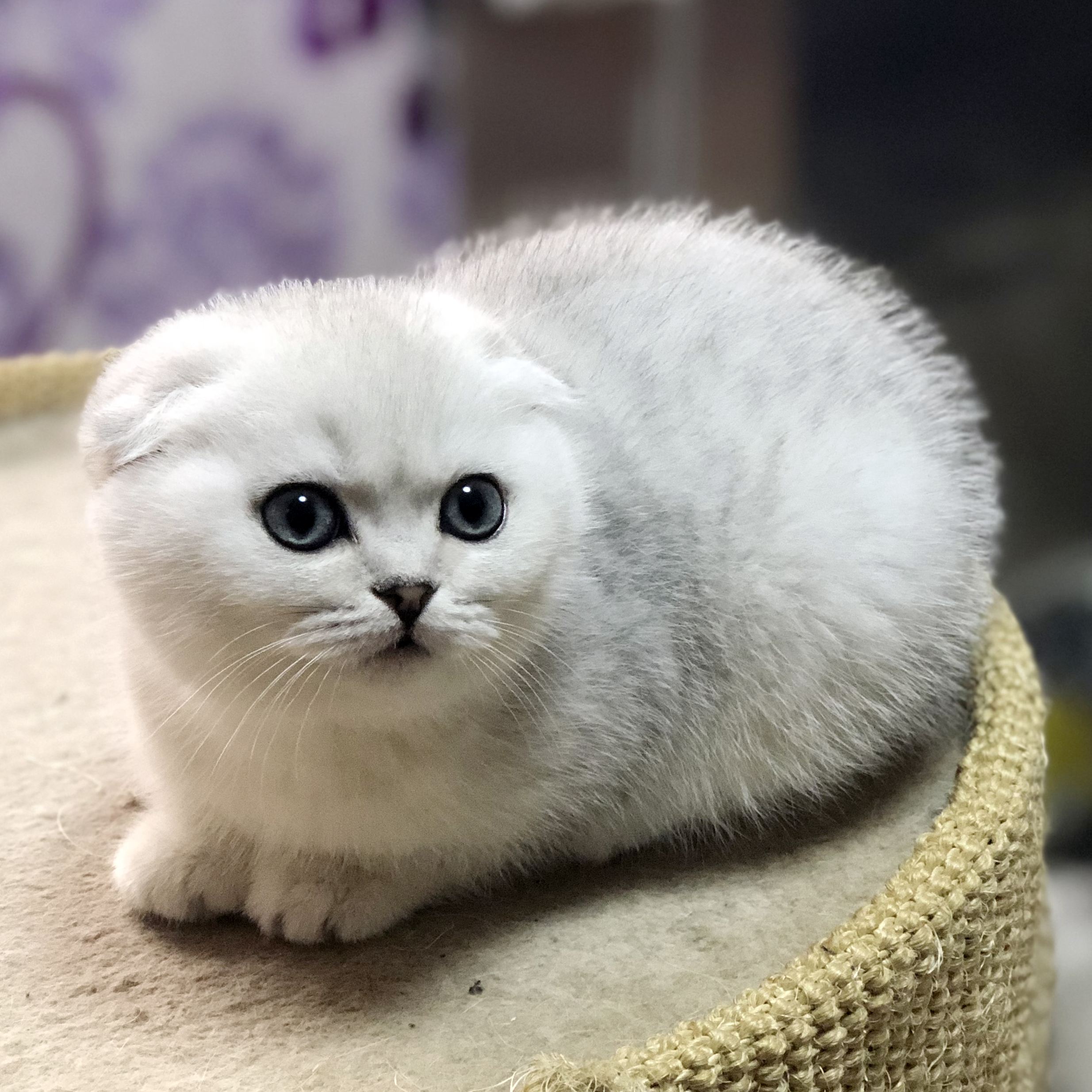 很可怕的5种猫不建议饲养,哪些猫比较适合新手饲养