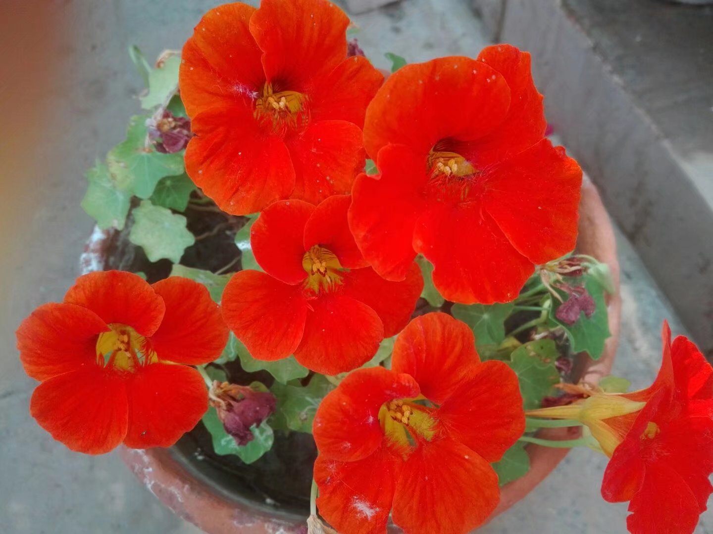 家里好不好就看门前草,老话说家里院子前不插柳后不栽桑