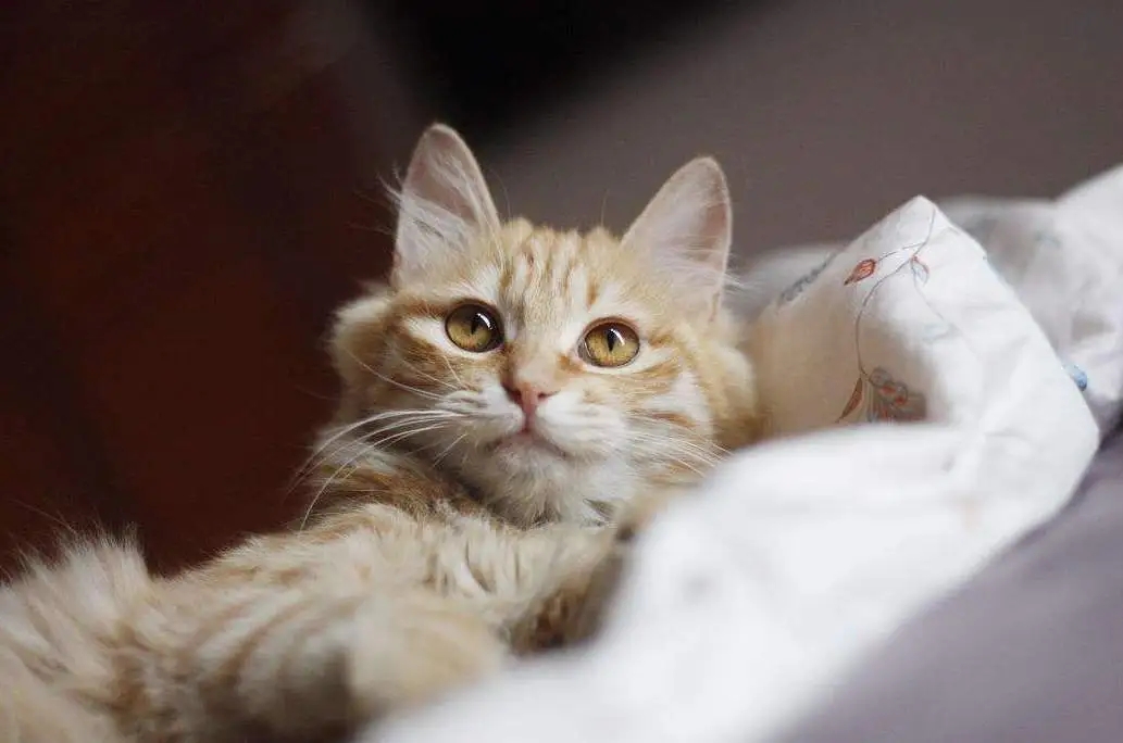 养猫一个月要花多少钱？养猫的费用支出有哪些？