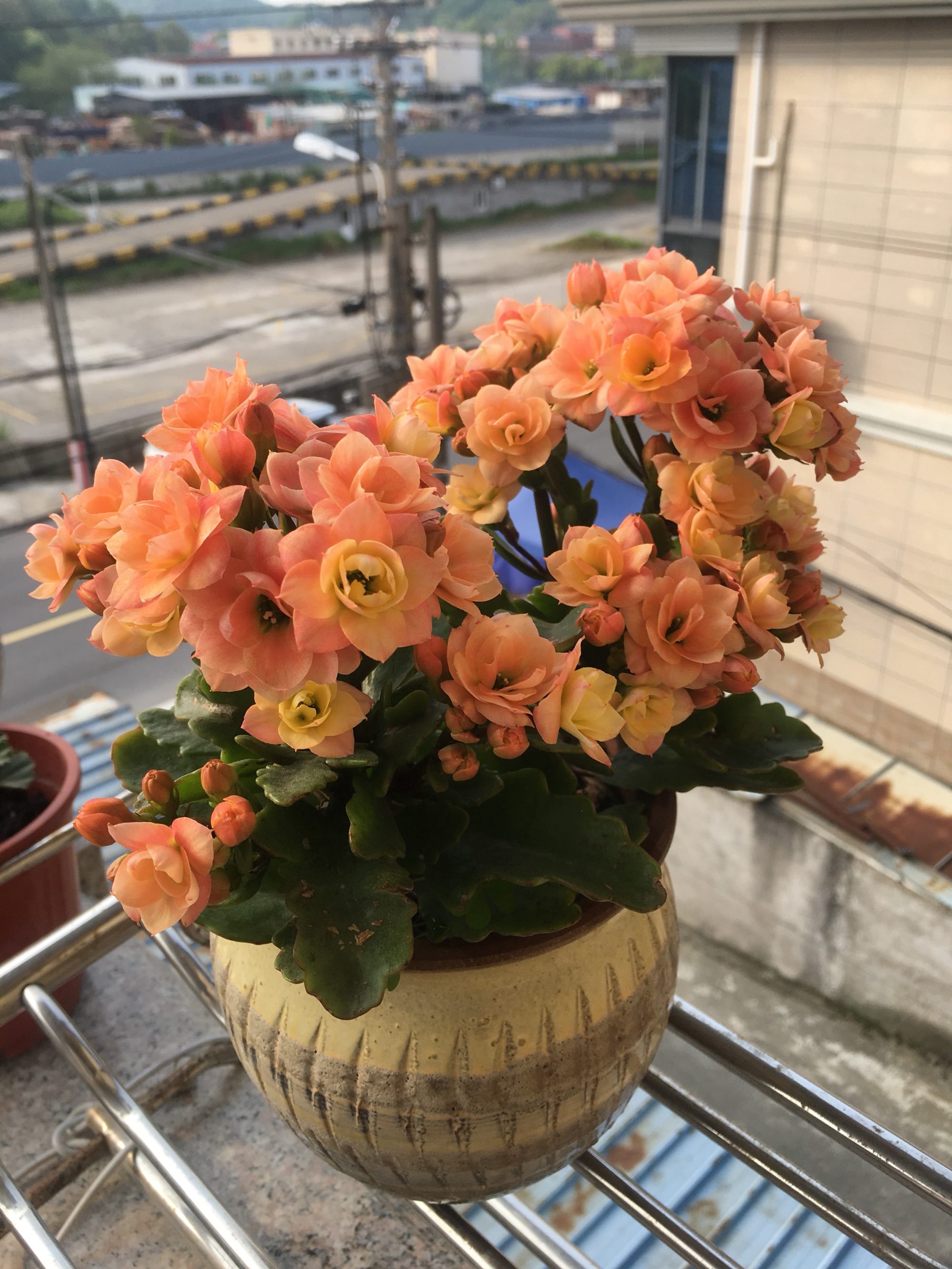 喜欢长寿花的寓意,喜欢养长寿花的人