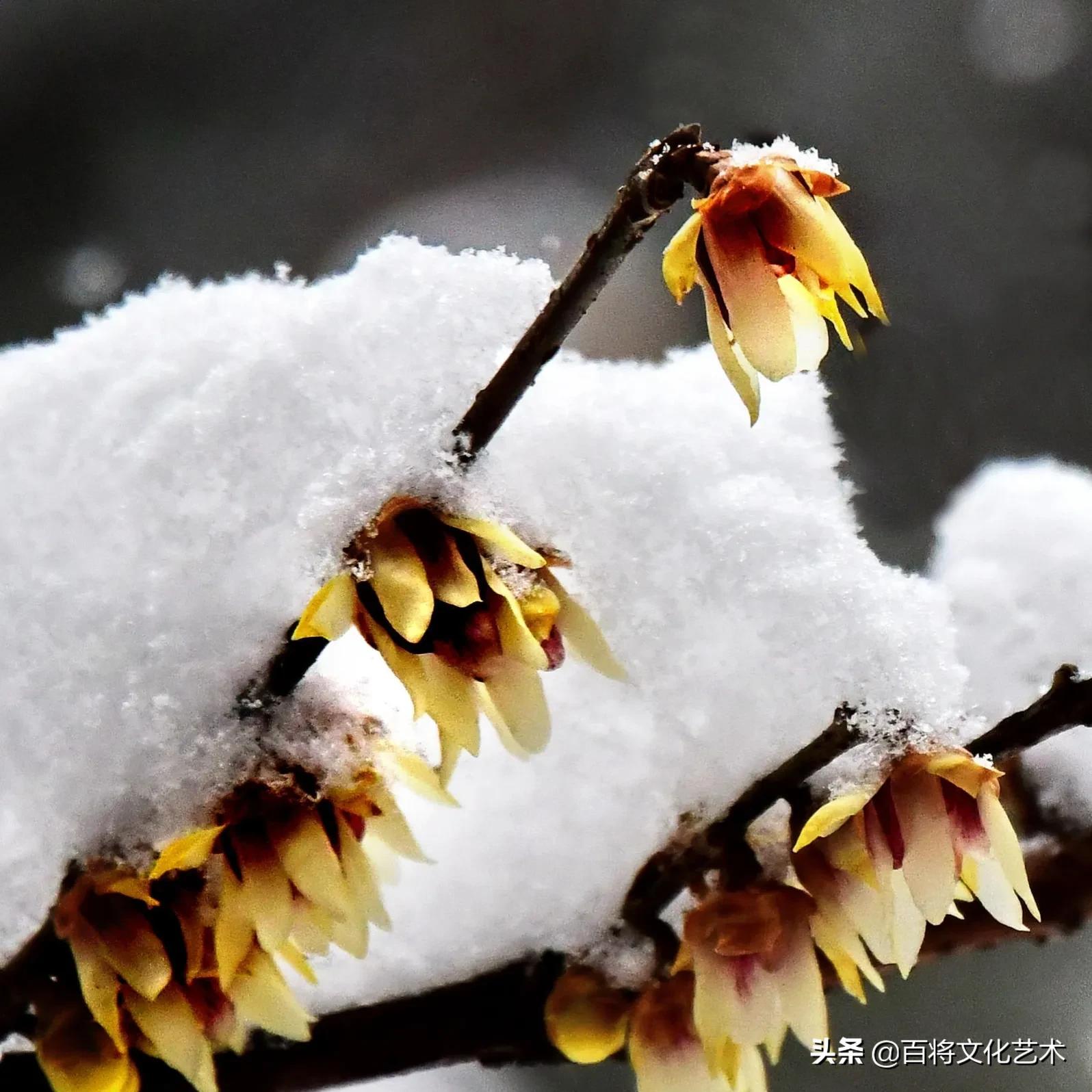 「百将文化」枝横碧玉天然瘦，恋破黄金分外香