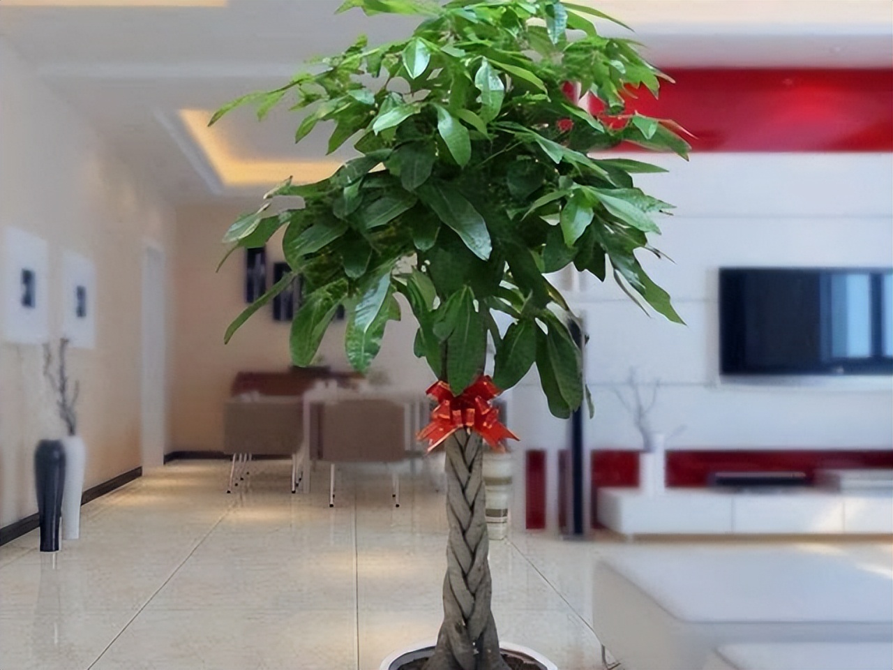 最旺家里的四种花,旺家旺财的8种花