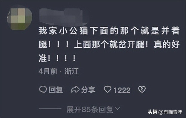 猫咪怎么看是女猫还是男猫,猫咪性别辨认