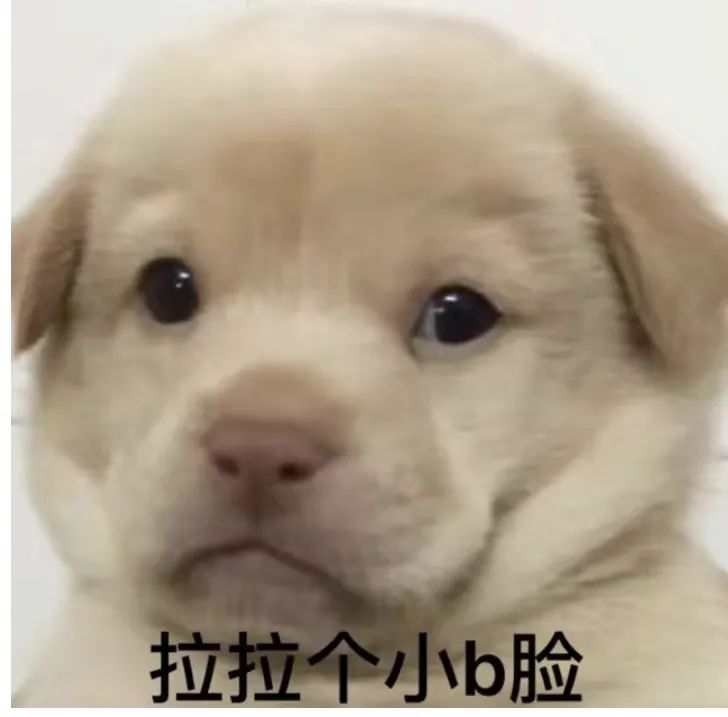 金毛嘴巴一直流白泡沫怎么办,金毛口水泡沫太多了什么原因