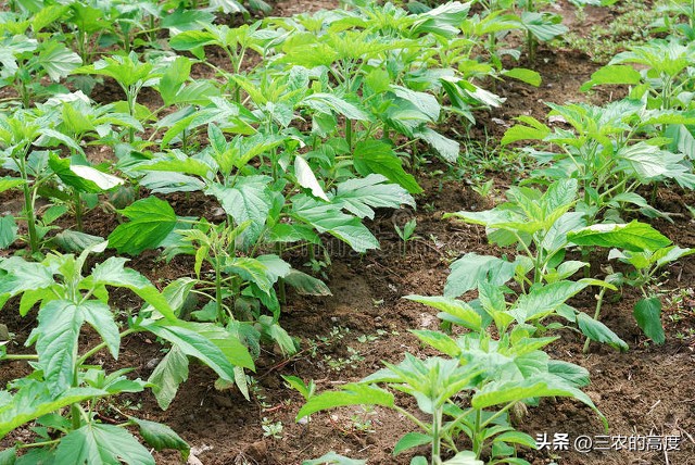 种芝麻浇水的最佳方法,芝麻施肥方法与注意事项有哪些