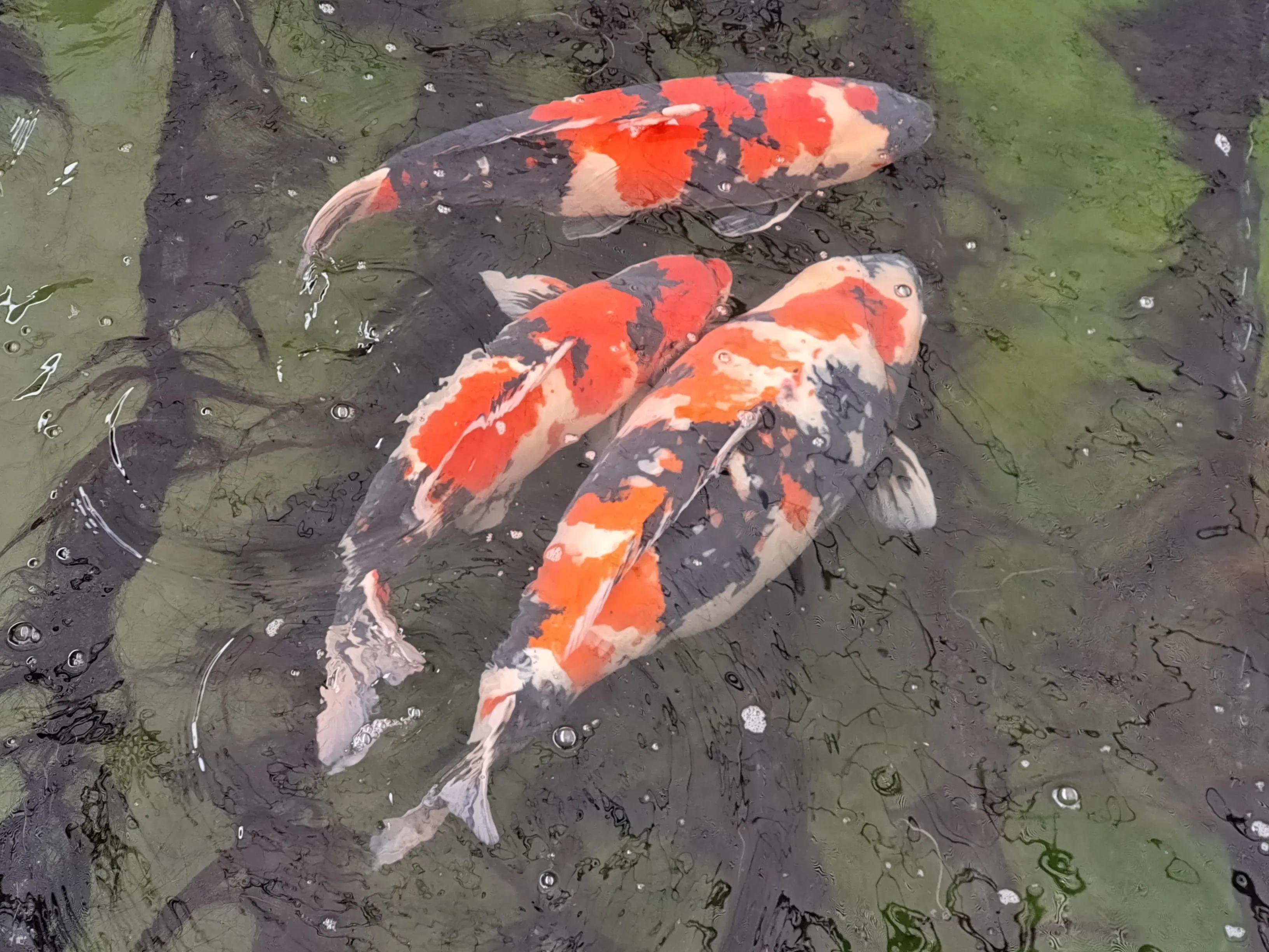 锦鲤繁殖养殖技术,红白锦鲤繁殖视频