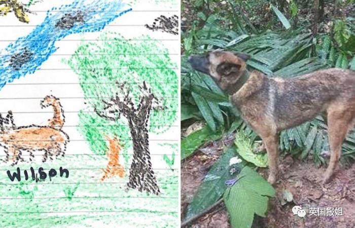 13岁奇迹女孩坠机后带弟妹丛林求生40天,竟是因被继父长期性侵