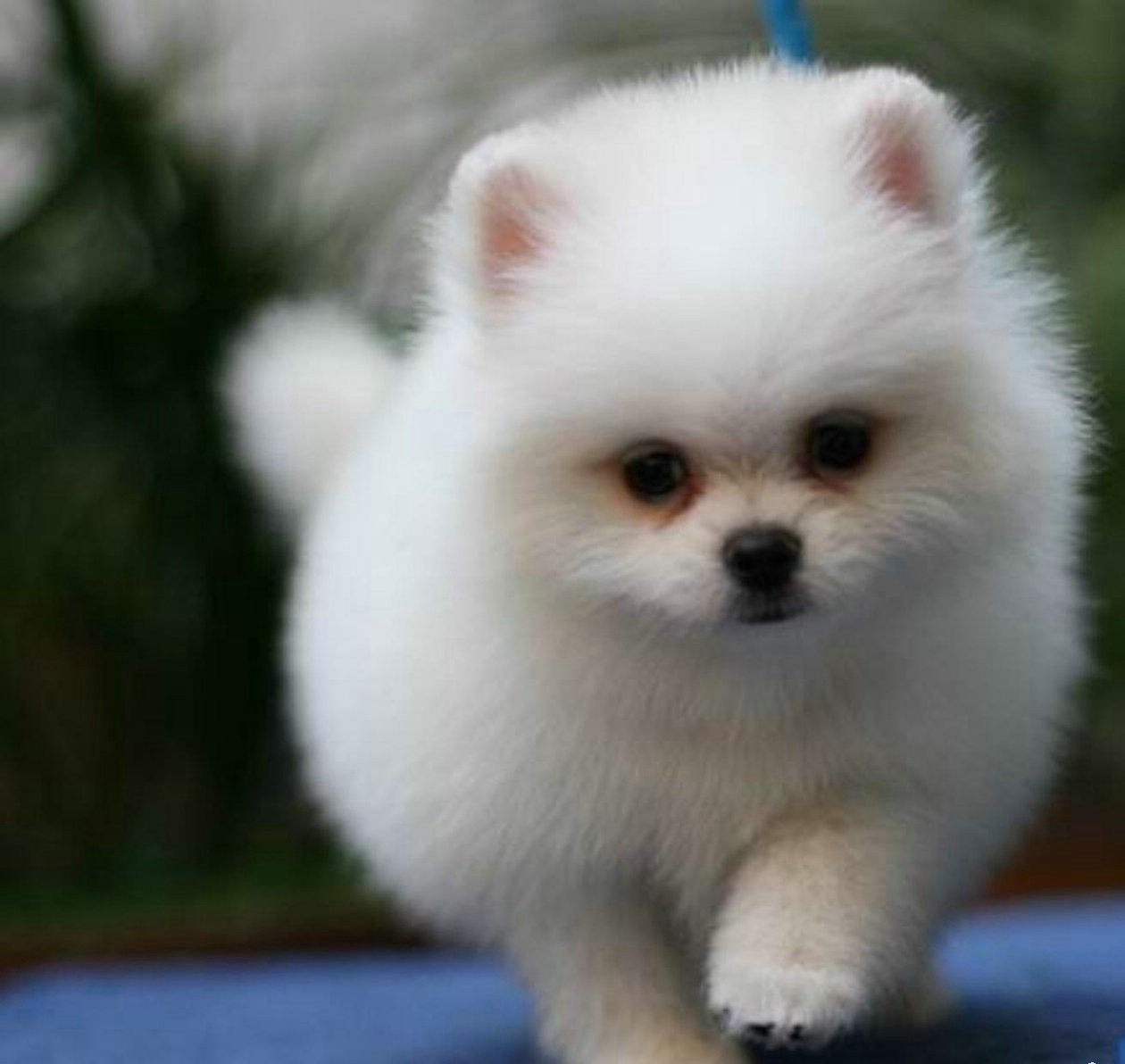 博美公狗好一点还是母狗好一点,博美公狗好还是母的好