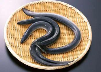 泰兴河里的鱼儿多如牛毛,取鱼是一种乐趣,也是为了下酒菜