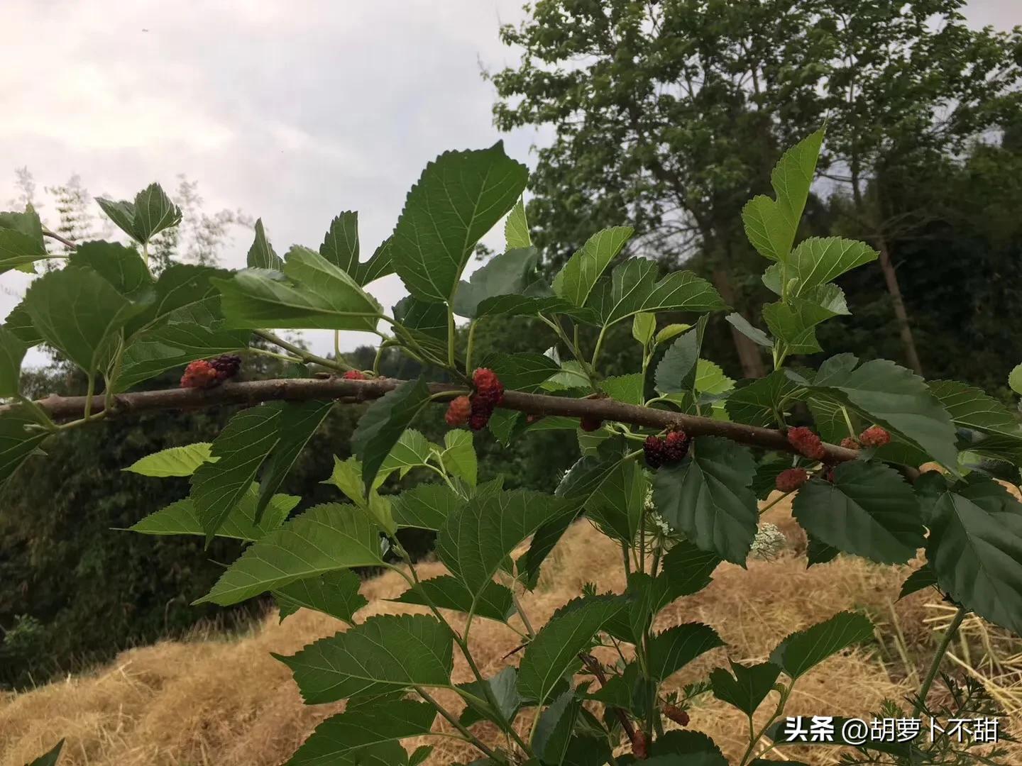 自制桑葚果酱不放糖,自制桑葚果酱的危害