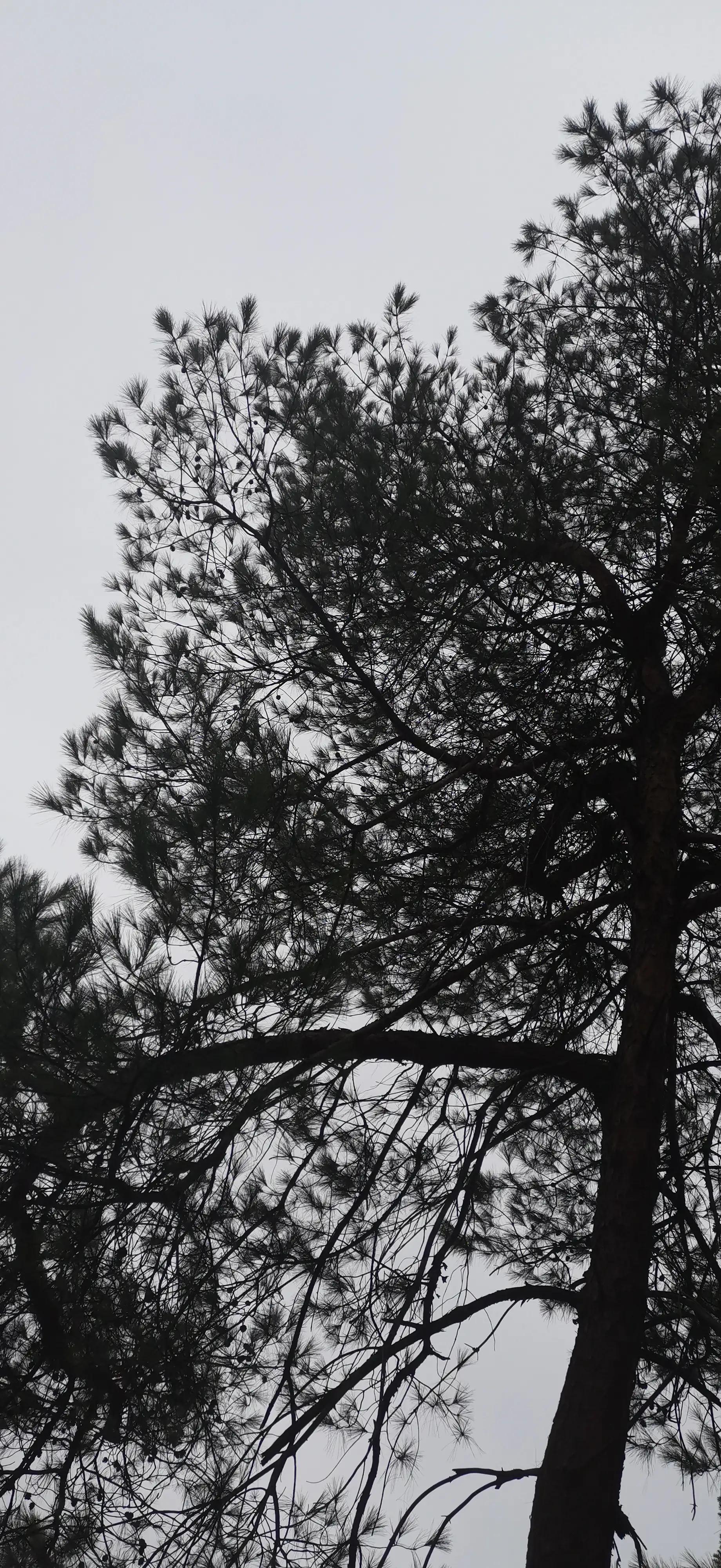 何当凌云霄直上数千尺是什么意思,怎样赏析何当凌云霄直上数千尺