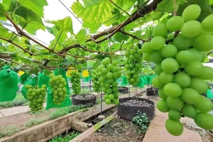 政府对生鲜市场的扶持,国家对有机食品的扶持政策