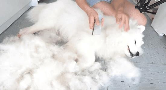 狗狗身上皮屑多怎么去除,狗狗身上有皮屑怎么去除小妙招