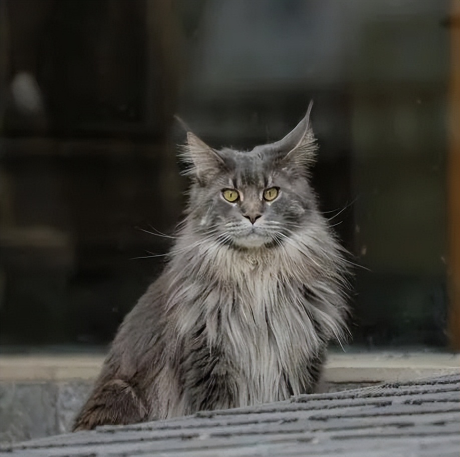 毛森森,观复猫毛森森