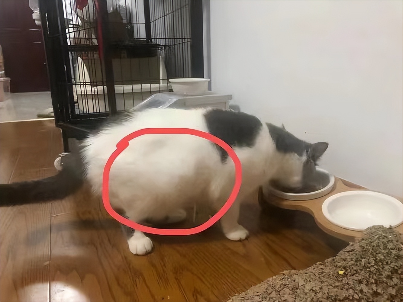 你知道猫传腹症吗？猫传腹症到底应该怎么治疗呢？