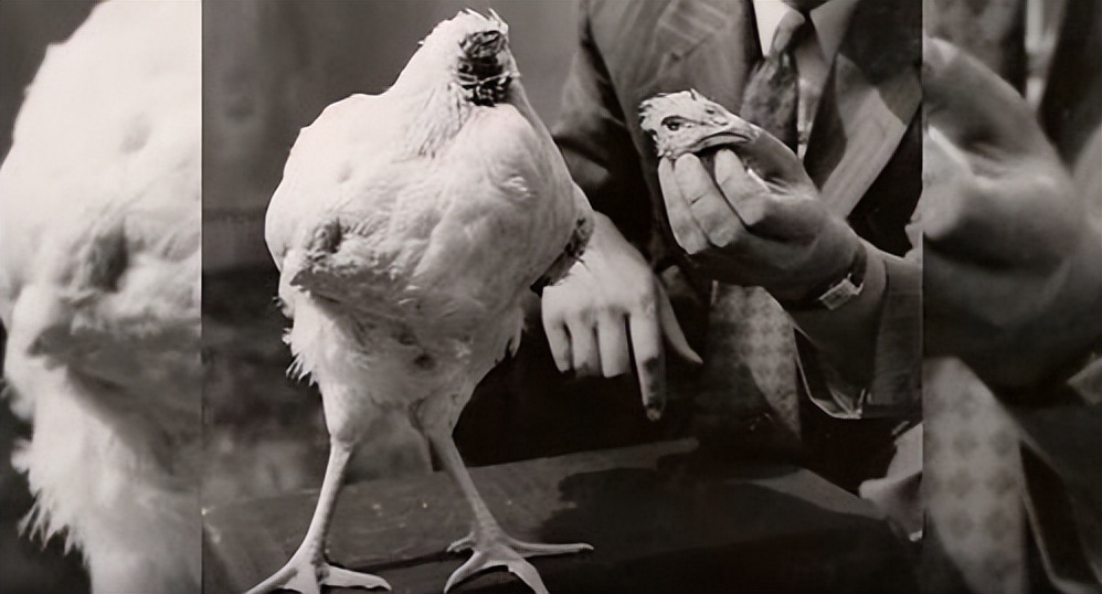 美国无头鸡的传奇,美国无头鸡原视频