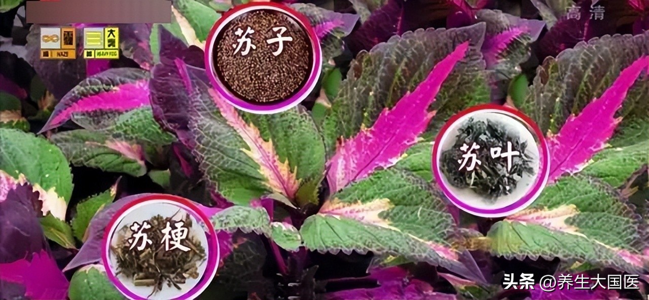 阳台种些它们，家中多了味“保健药”！助睡眠、理肺气、强身体，错过太可惜