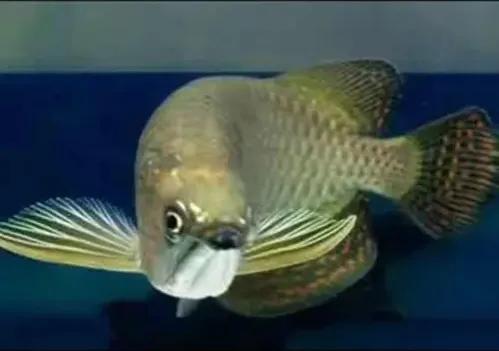 各种漂亮鱼的名称及图片,漂亮可爱的海水观赏鱼