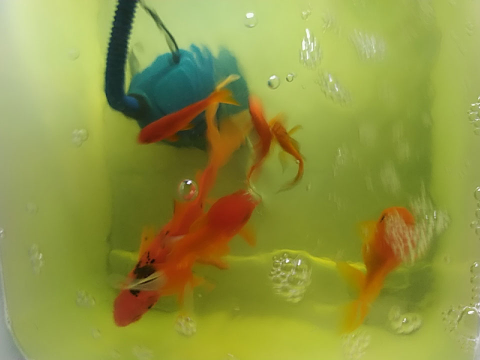 鱼缸下黄粉几天失效,鱼缸下完黄粉还算好水吗