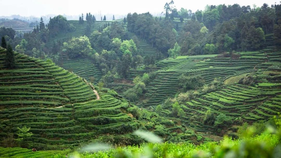雅安名山景区怎样,雅安名山必去的三个地方