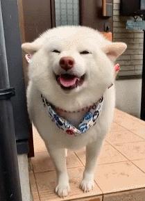 笑死！狗子1个蛋上被蚊子咬了8个包，成巨蛋小子了！