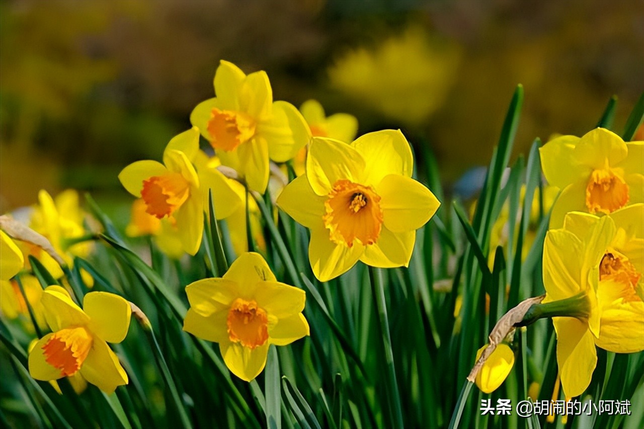 水仙花开了一次花以后怎么养,水仙干枯了怎么救活