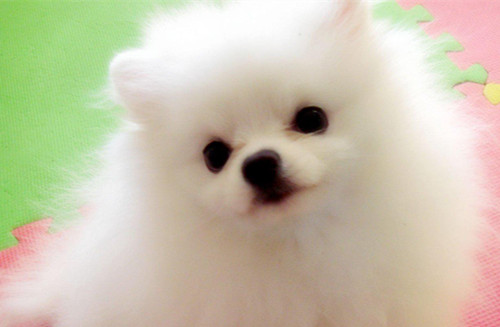 博美掉毛怎么一撮一撮的掉,博美尾巴掉毛掉光了怎么回事