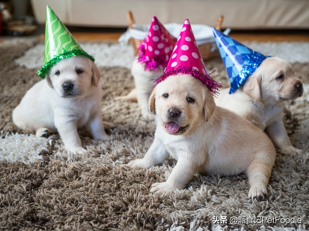 医生笔记｜狗粮真的越贵越好吗？