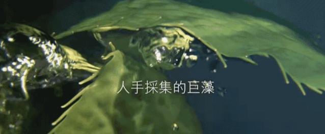 海蓝之谜鎏光焕变气垫粉底液03,海蓝之谜鎏光焕变粉底液色号选择