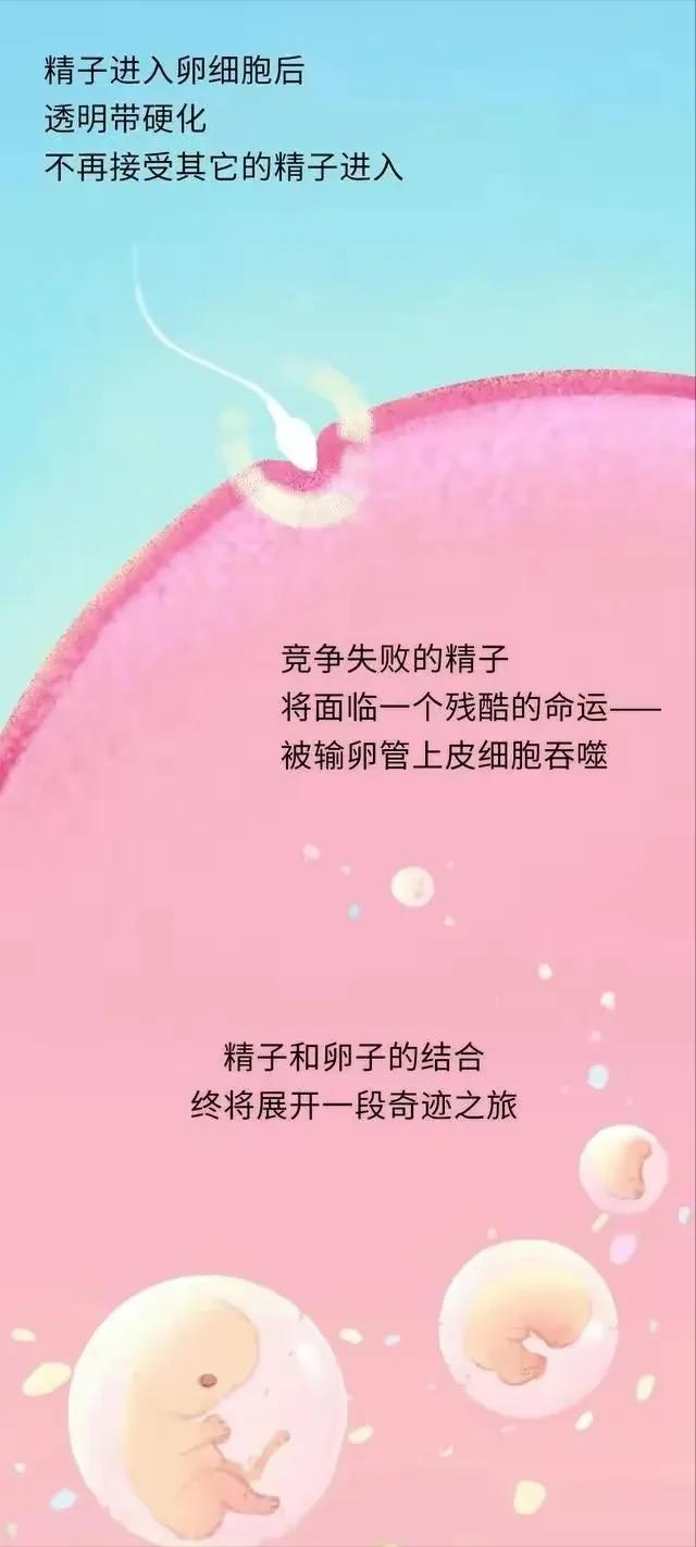 精子进入女性体内，会发生什么？有些刺激（漫画）
