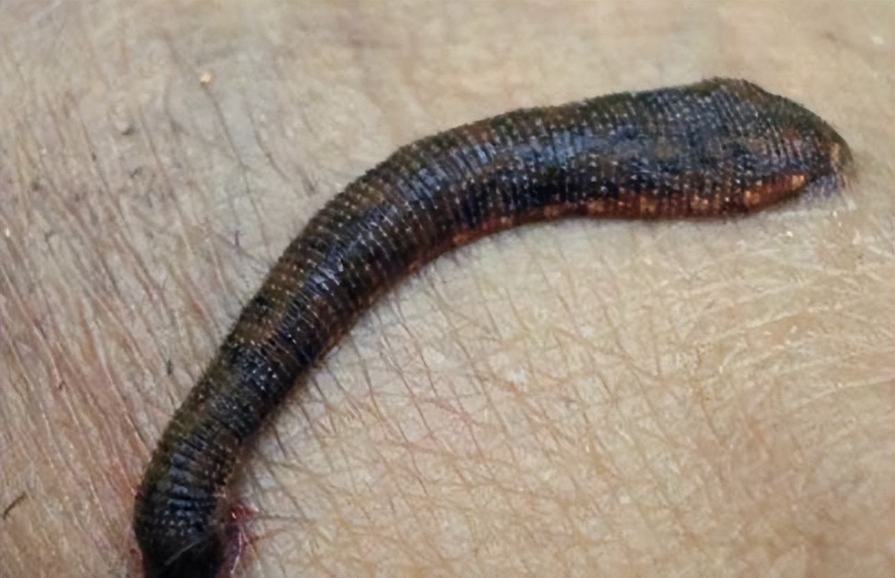 原始森林里面的蚂蟥有天敌吗,蚂蟥有什么天敌